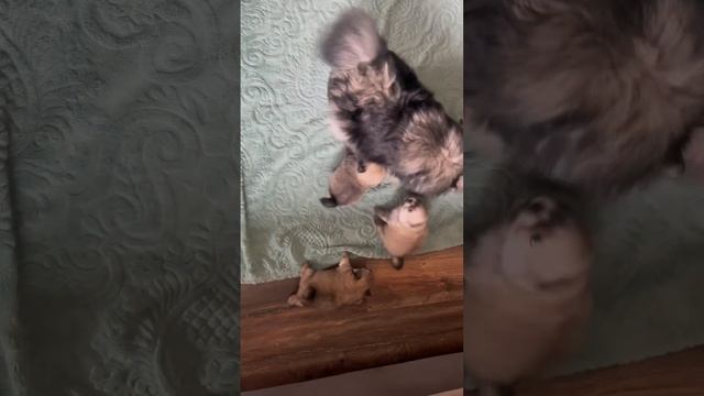 Шпиц банда & spitz team смотреть онлайн