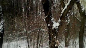 Опасный лес часть 1