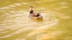 Лето в фабричном парке 2020 год.