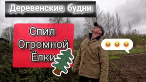 Жизнь в глухой деревне. Спил Огромной  ели