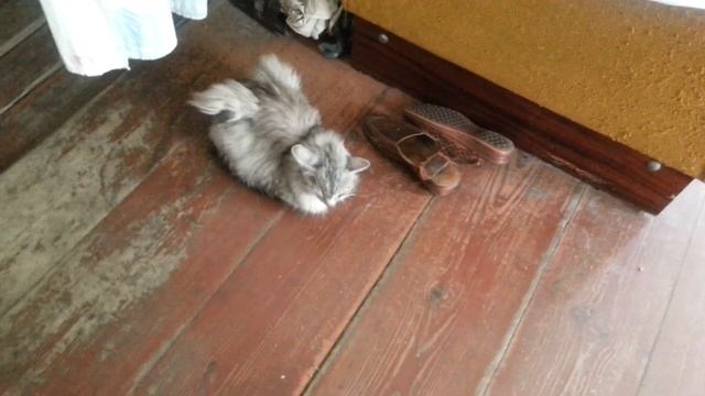 Кот с крыльями. смотреть онлайн