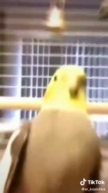 На живые обои ！ смотреть онлайн