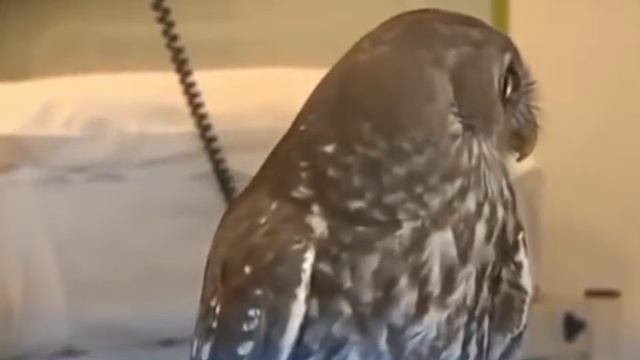 Приколы на работе смотреть онлайн