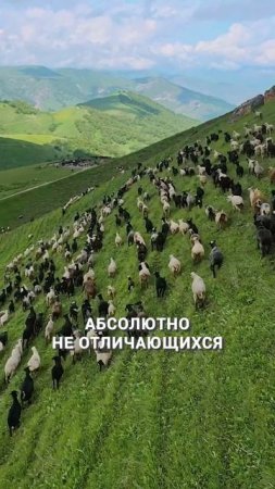 Гармония убивает личность? Мнение психиатра #психика #психическоездоровье #расстройстволичности