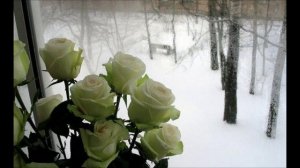 Белые розы