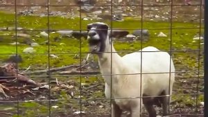 Мистер Макс Пол это лава 2024 )