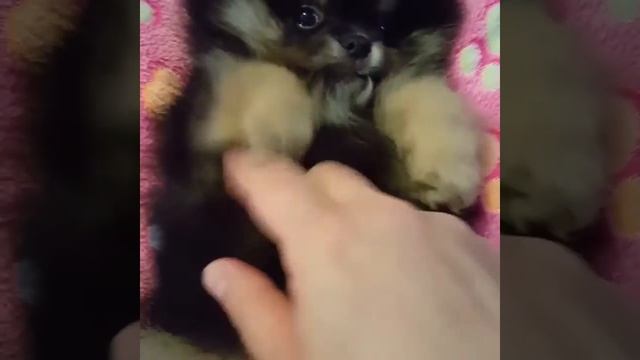 Продажа!!!мальчик померанского шпица Смоленское Чудо Игорёк, 15.12.17- 25тыс.руб смотреть онлайн