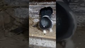 Урюпинские голуби.