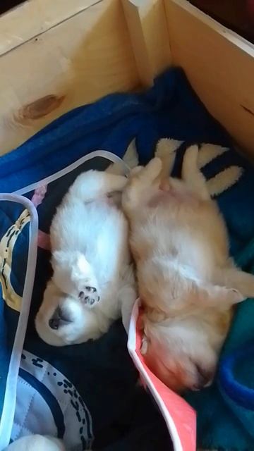 Тренируем во сне ножки, чтоб бежали по дорожке. 🤣 смотреть онлайн