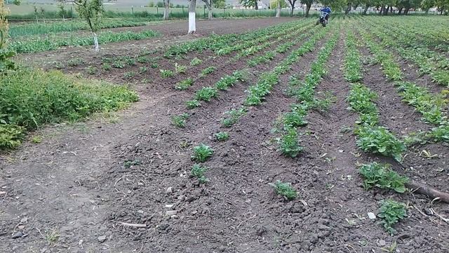 Прополка+рихлення мжрядь карторлі.Просапування карто смотреть онлайн