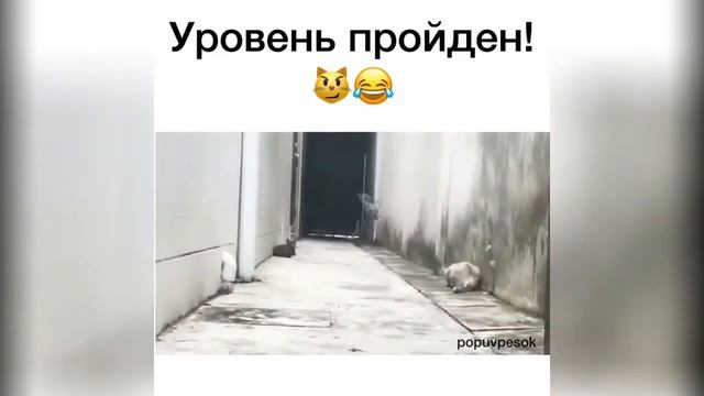 Приколы подборка свежий выпуск ноябрь 2018 27.11.2018 #1 смотреть онлайн