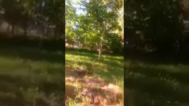 КАК ОБРАБАТЫВАТЬ ЯБЛОНИ  И ГРУШИ  ВЕСНОЙ ПОСЛЕ ЦВЕТЕНИЯ ОТ ПЛОДОЖОРКИ И ДРУГИХ ВРЕДИТЕЛЕЙ!