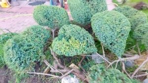 Можжевельник, третий год пристрижки.✂️🌲