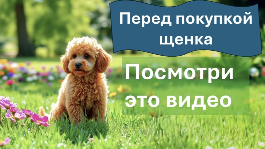 Необходимые вещи ЩЕНКА /Смотри перед ПОКУПКОЙ ЩЕНКА / эти вещи понадобятся на первое время / пудель