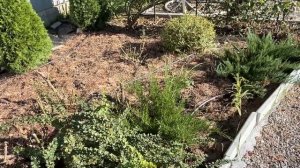 ПРОГУЛКА ПО САДУ ОКТЯБРЬ 2024г. Дерен Коуза Сатоми, микс?