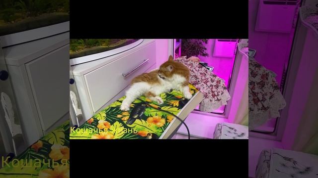 Кошки - фанаты гладильной доски) смотреть онлайн