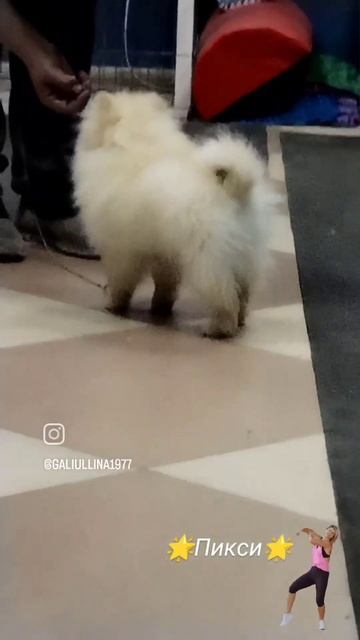 Померанский шпиц Пикси на дрессировке в зале.Готовимся к выставке. смотреть онлайн