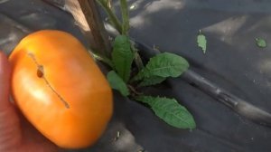 Вот это ТОЛСТОПУЗ! Томат Медовый Толстопуз под килограмм весом!