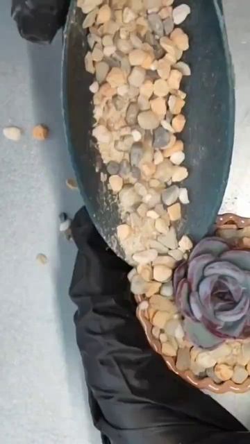 пересадки Эхеверии в керамический горшок #succulent #echeveria смотреть онлайн