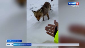 Лиса Муха радует гостей Приэльбрусья