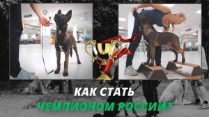 Как сделать из щенка чемпиона? Ринговая подготовка к выставке собак.