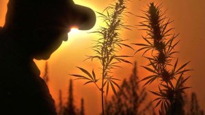 Тото Джаная Lyric (2024)