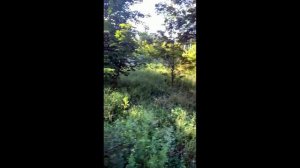 Неожиданная встреча в парке)