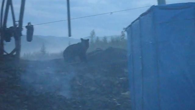 Медведь пришел на стан смотреть онлайн