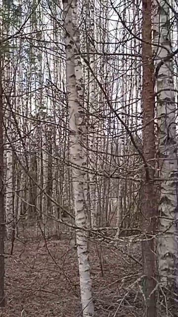 Березнячок. смотреть онлайн