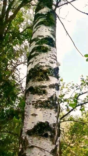 #берёза#природа#лето#июль смотреть онлайн