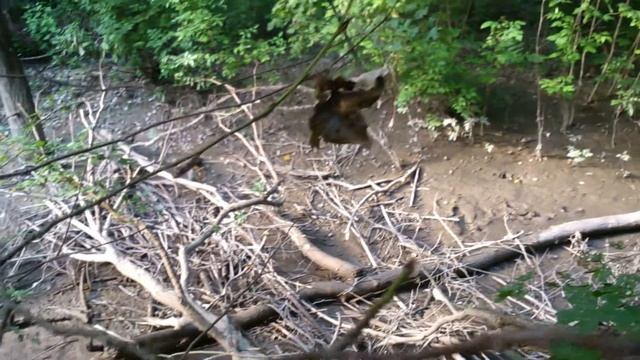 tarzannarzan на прогулке смотреть онлайн