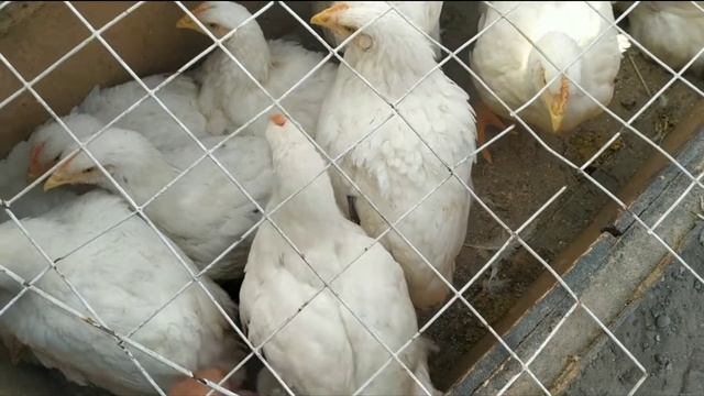 Аравон товук бозор 27/09/20 смотреть онлайн