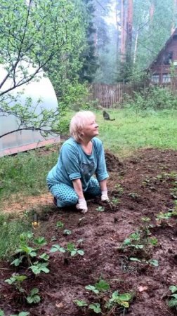 Обрабатываю кустики клубники, окучиваю ее .Пришлось поработать, очень много было сорняков.