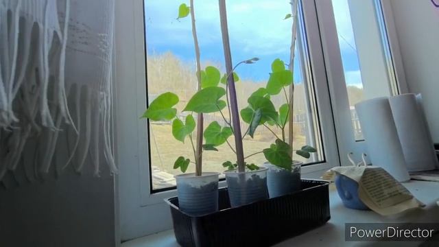 Жизнь аборигенки. 08.05.25.