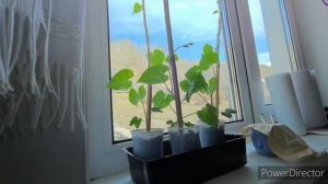 Жизнь аборигенки. 08.05.25.