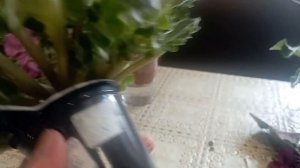 Омоложение фиалок #юлияманькова  #фиалки