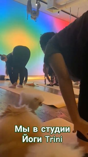 Шпицы в студии йоги S-Class-Fitness в Краснодаре ❤  #шпиц #trini #краснодар смотреть онлайн