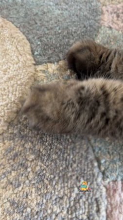 Танцуй со мной!🕺🎉 #котики #танцы #животные