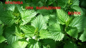 КРАПИВА при ВЫПАДЕНИИ ВОЛОС