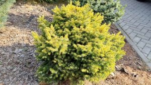 ХВОЙНАЯ КОЛЛЕКЦИЯ : Picea omorika Peve Tijn