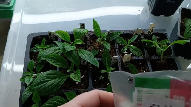 О подкормках черенков🌱 метельчатой гортензии.Промеж