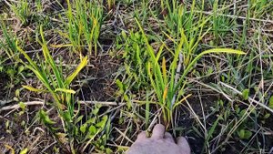 Мини грядки и теплица - и вот почему