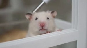 СМЕШНЫЕ ХОМЯЧКИ|СМЕШНАЯ ОЗВУЧКА|ПРИКОЛЫ С ХОМЯЧКАМИ|КАНАЛ ХОМКИ|