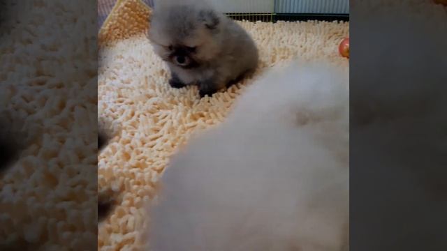 Щенки тойшпиц питомник Цветочек Калины ЕйскТула