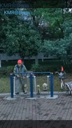 Папа, мама, я – спортивная семья!😂 ( видео про собак )