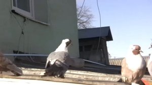 Воронежские Зоревые голуби. Ключников В. Чижовка