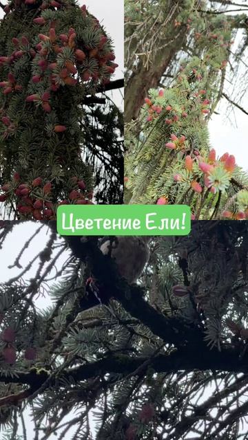 Цветение ели