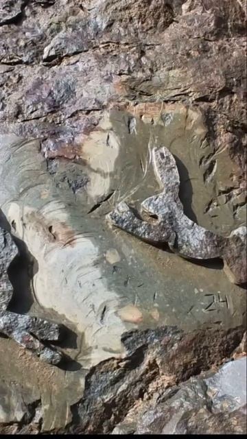 А им всё равно в Карелии travel shorts karelia