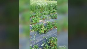 Клубника сорта Альбион