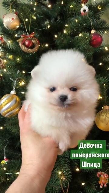 #шпиц #щенок #собака #щенокшпица #померанский_шпиц #puppy смотреть онлайн